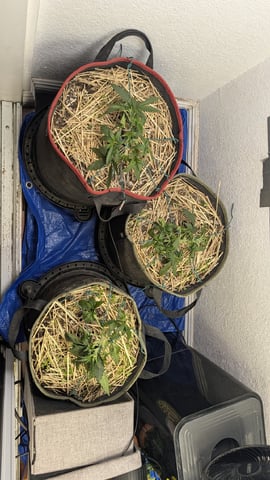 August Grow