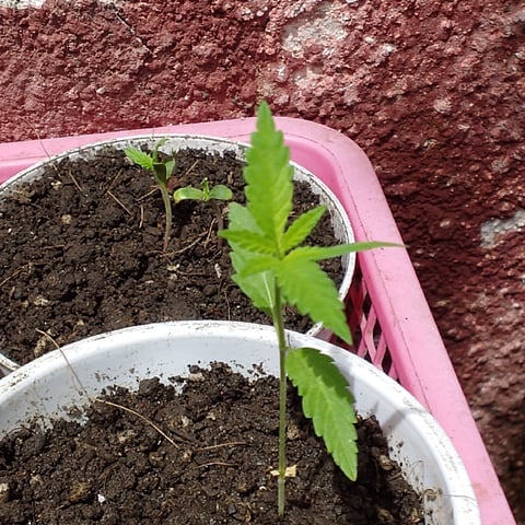nilo growth — seedling_rooting, day 2