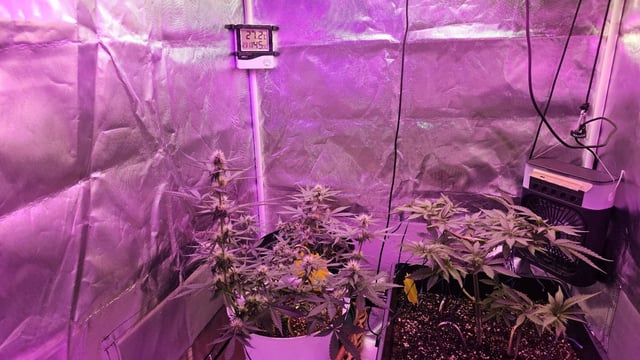 first grow adventure  — vegetative, day 49