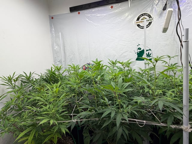 indoor tent  — flower, day 32