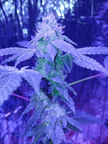 triangle kush  — flower, day 86