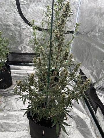 4’x8’ Grow1 — flower, day 61