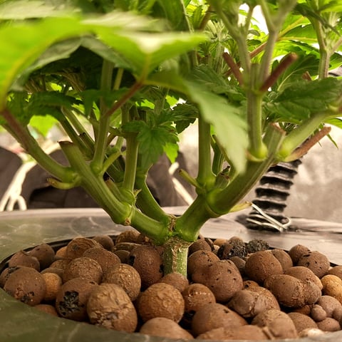 Blackberry Kush — vegetative, day 41