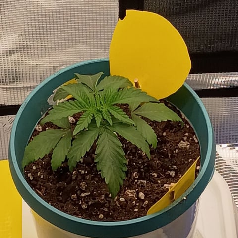 TentPlantLightFan — vegetative, day 22