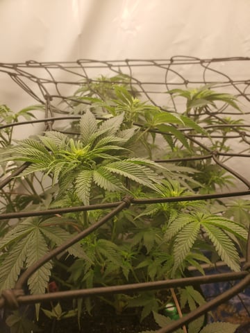 Banana Purple Punch & Rainbow Showers — flower, day 69