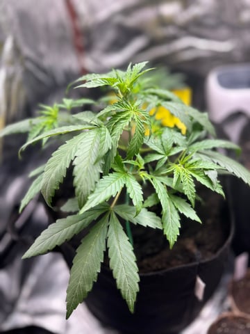 pineapple  — flower, day 1