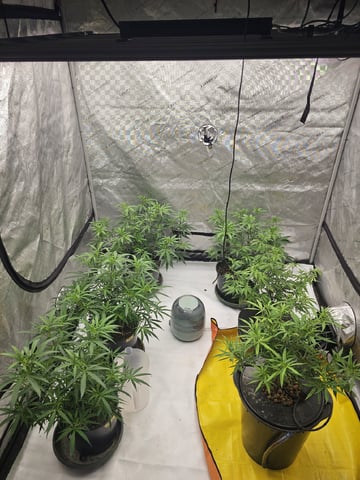 Dwc & Soil Run.  — vegetative, day 18