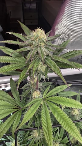 Strawberry Sugar  — flower, day 90