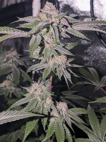 EG/SM/SG/CW — flower, day 106