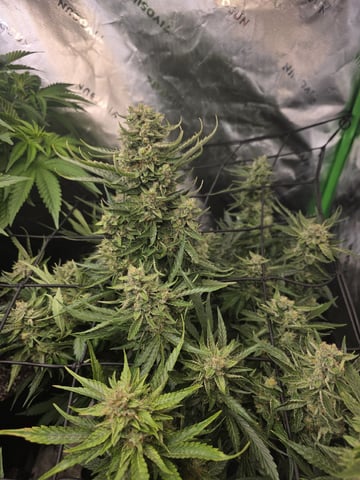 Hazy Daze — flower, day 67