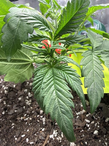 Gorilla Cookies 2nd Try — vegetative, day 33