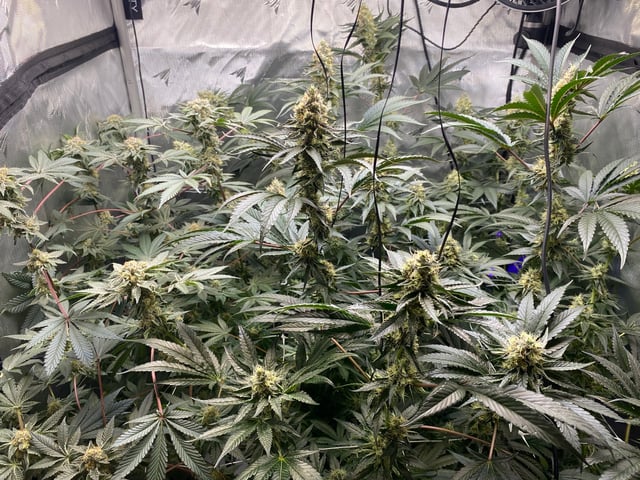 E Grow  — flower, day 40