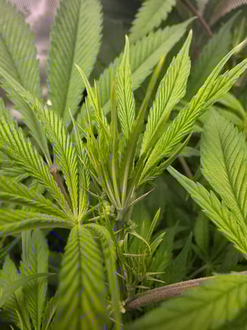 ethos genetics  — flower, day 66