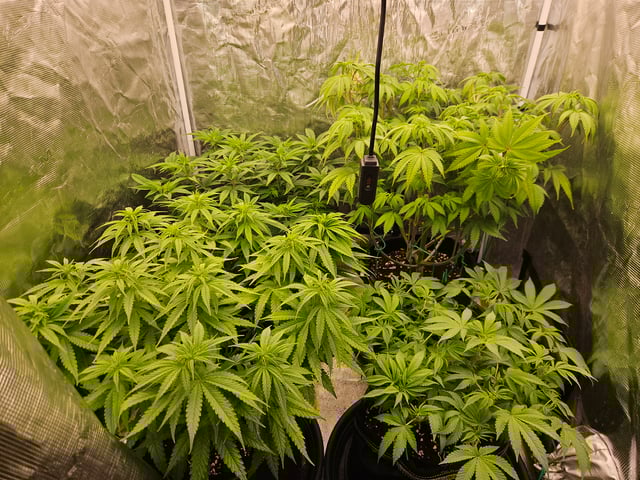 Double Trouble  — flower, day 55