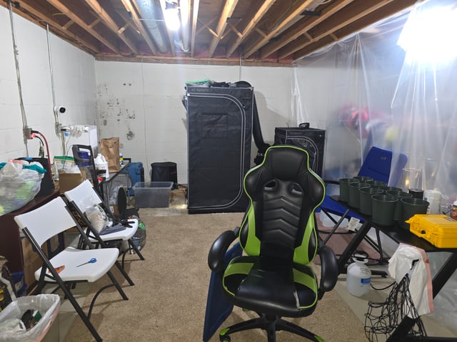 Purple Haze  — vegetative, day 40