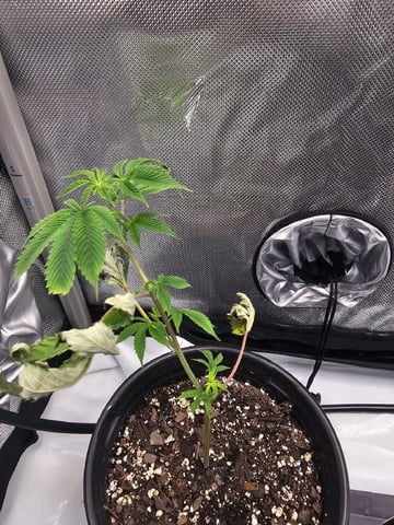 First Grow