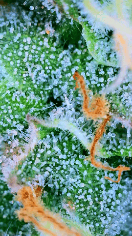 Black African Magic — flower, day 110