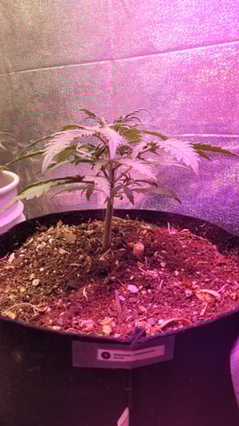 Third Grow ever, FastBuds Autos. — vegetative, day 4
