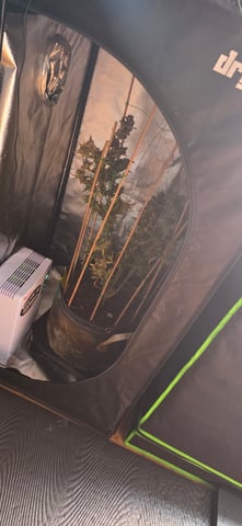 Here We Grow... — flower, day 115