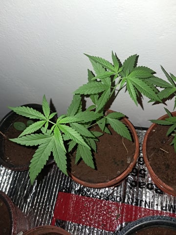 first one — vegetative, day 1