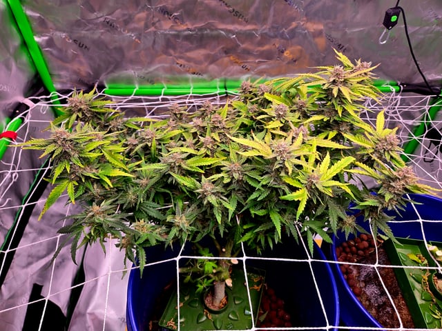 Fastbuds Autoflower Run — harvest, day 89