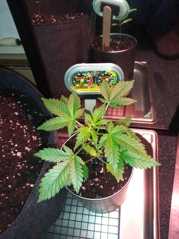 First Grow — vegetative, day 49