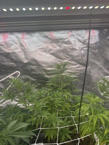 first indoor — vegetative, day 67