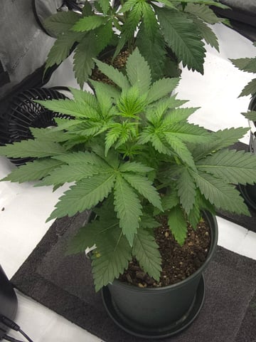 Homegrown - 🍒 🥧 & GSC Auto, 🚀 Seeds 🍌 Buttercups  — flower, day 31