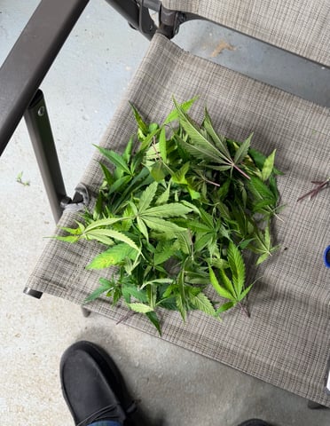  Apple fritter  Clones round two — vegetative, day 152