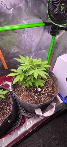 Here We Grow... — flower, day 46