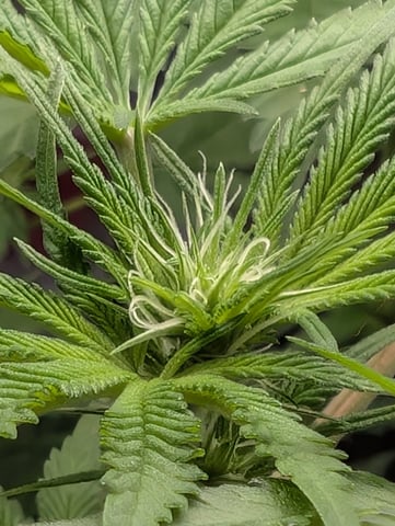 B E A utiful  — flower, day 68