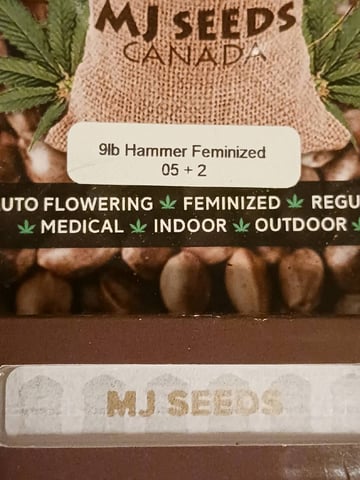 4th grow  — flower, day 165