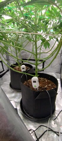 Skunk #1 — flower, day 89