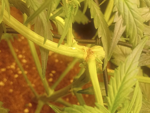 ethos — flower, day 16