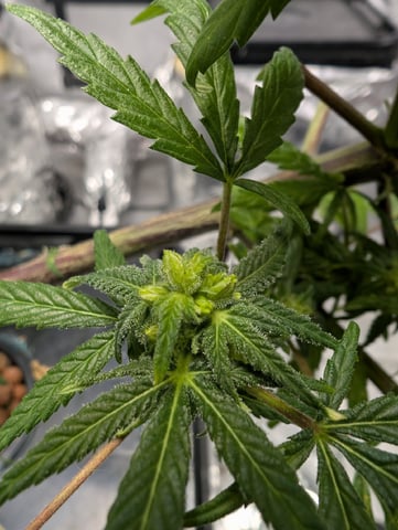 Black African Magic feminization  — flower, day 48