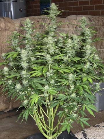 Super Skunk Auto 