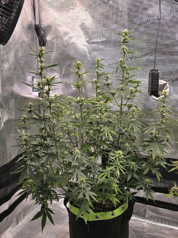 Gorilla Cookies auto  — flower, day 45