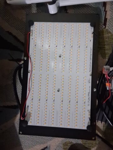 Seedman mix auto & seedman mix auto & GodFather OG — auto, day 67