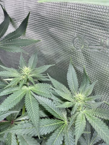 First Time Grower Long Time Blazer — flower, day 20