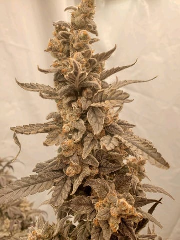 Alien Rock Candy & Grape Deebo — harvest, day 126