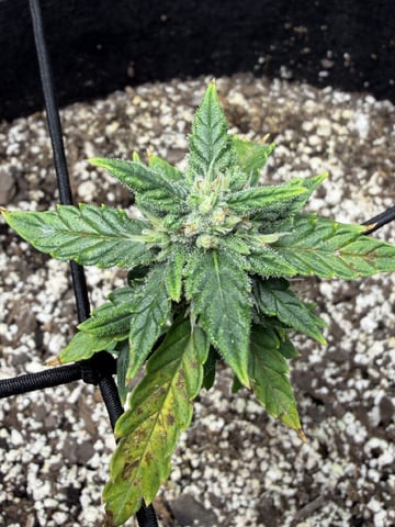 Gorilla Cookies — 1st Grow — flower, day 57