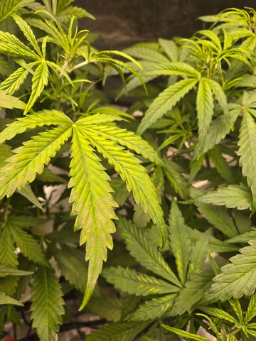 RQS Cookies Gelato — flower, day 40