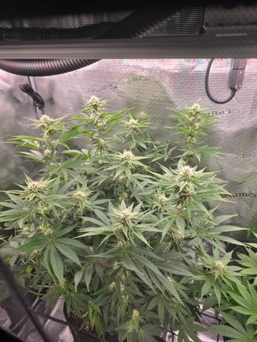 Northern lights #10 (Alaska) — flower, day 59