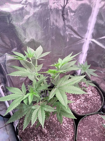 CANDYLAND — vegetative, day 56