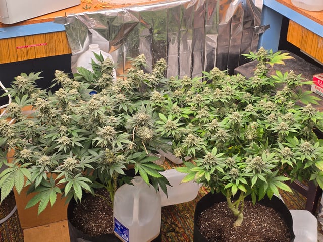 Gg#4 And Sour Diesel  — grow_setup, day 1