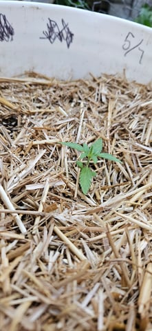 girl scout cookies (auto) — vegetative, day 15