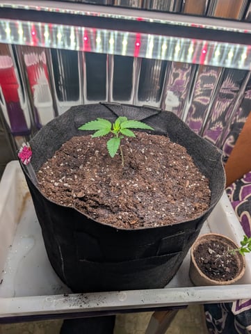 B E A utiful  — seedling_rooting, day 14