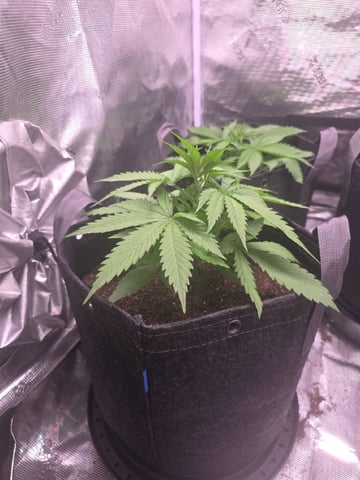 Blue Dream Feminized  — vegetative, day 35