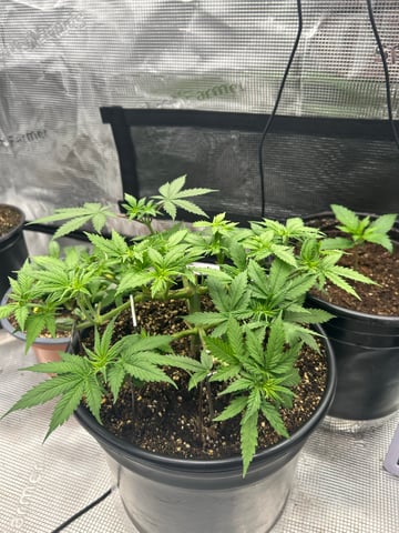 strawberry gorilla  — flower, day 47