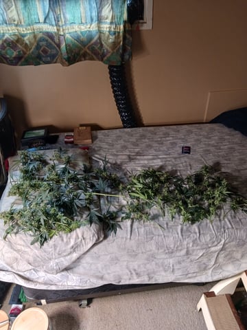 black gorilla feminized — harvest, day 25